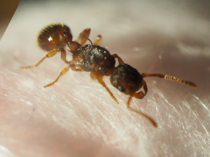myrmica2.png