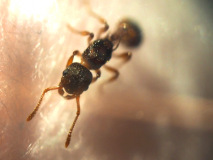 myrmica4.png