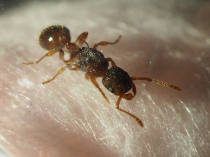 myrmica5.png