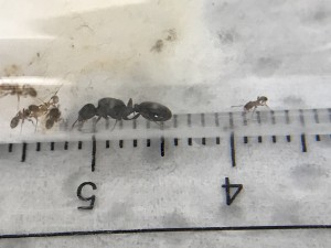 vllt tetramorium1.JPG