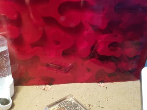 20180721_152445.jpg