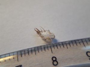 Eine Hülle des Ameisenlöwen, welche ihm zu klein geworden war