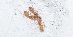 Trophallaxis zwischen drei Tieren