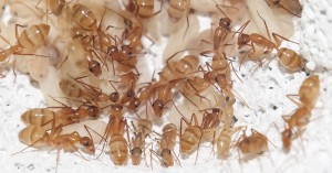 Bald darauf ist die erste Trophallaxis zu beobachten