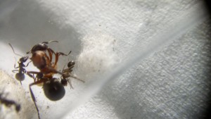 Raptiformica Arbeiterin unter der Gyne rechts
