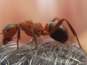 Formica sanguinea