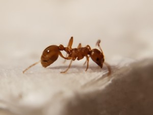 Myrmica cf. rubra