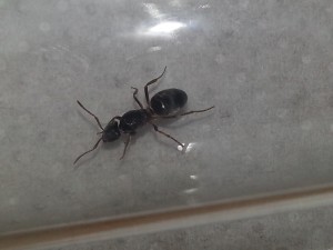 K2 180818.jpg