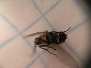 IMG_1974.JPG