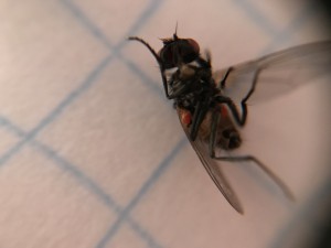 IMG_1976.JPG