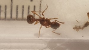 myrmica2.jpg