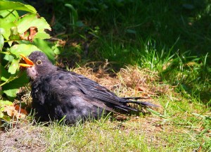 Amsel.jpg