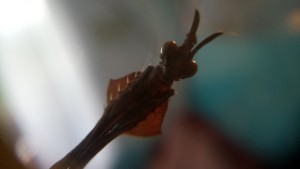 DSC_1699.JPG