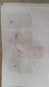 Hier sieht man, dass zuletzt nur sehr winzige Ameisen vorbei gekommen sind. Umso weiter unten im Bild, desto später habe ich sie gefangen. Die unterste ist von gestern, der Rest von vorgestern.