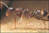 Camponotus_Barbarus_2007-1-(800x533)+C.jpg