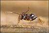 Camponotus_Barbarus_2007-2-(800x533)+C.jpg