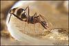 Camponotus_Barbarus_2007-3-(800x533)+C.jpg