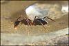 Camponotus_Barbarus_2007-4-(800x533)+C.jpg