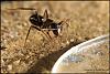 Camponotus_Barbarus_2007-5-(800x533)+C.jpg