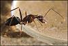 Camponotus_Barbarus_2007-6-(800x533)+C.jpg