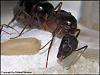 Camponotus 3D (800x600)+C.jpg