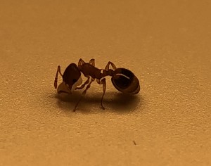 082F79ED-FEB1-4C0E-B946-79667E050137.jpeg