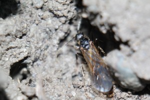 66D7A5B7-3069-4238-8CD8-8F03EFCE201A.jpeg (1.82 MiB) 3985 mal betrachtet M. rubida Männchen