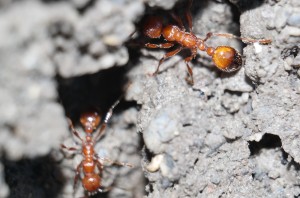 04B84012-B158-45BE-B4A6-1D5B06F1522D.jpeg (1.2 MiB) 2602 mal betrachtet Wer findet die Milben?