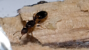 296303C0-2323-4FA6-9D0B-D0EEF9EB0ED1.png (1.8 MiB) 4253 mal betrachtet Die Gyne in der Gründung