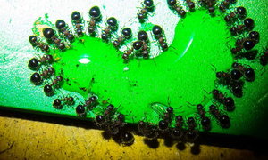 Meranoplus spec.jpg