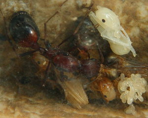 Aphaenogaster texana _0.jpg