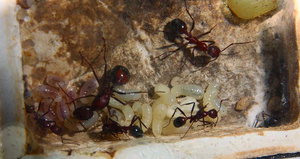 Aphaenogaster texana _2.jpg