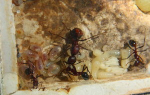 Aphaenogaster texana _3.jpg