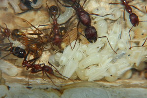 Aphaenogaster texana 11.01.2019_5.jpg