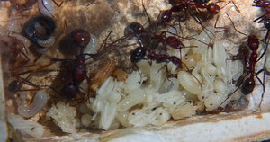 Aphaenogaster texana 11.01.2019_7.jpg