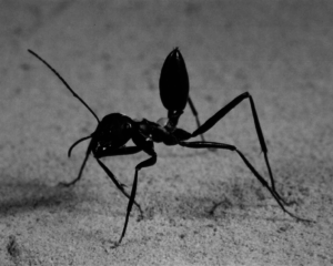 The-desert-ant-Cataglyphis-bicolor-photograph-by-R-Wehner.png