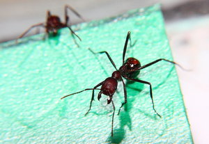 Aphaenogaster texana 18.01.2019_1.jpg