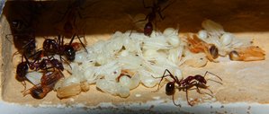 Aphaenogaster texana _4.jpg