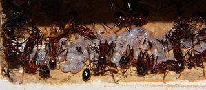 Aphaenogaster texana _5.jpg