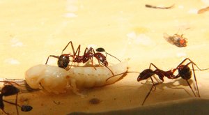 Aphaenogaster texana _6.jpg