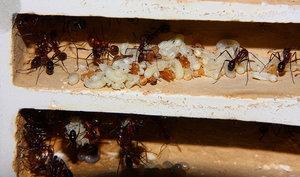 Aphaenogaster texana _7.jpg