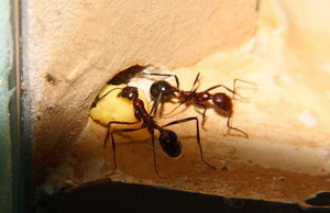 Aphaenogaster texana 03.02.2019_2.jpg