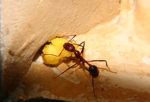 Aphaenogaster texana 03.02.2019_4.jpg