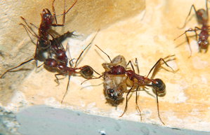 Aphaenogaster texana 19.02.2019_7.jpg