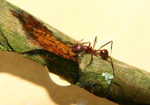 Aphaenogaster texana 01.03.2019_2.jpg