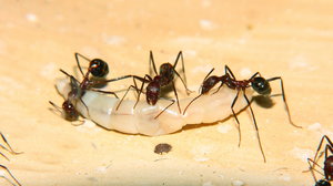 Aphaenogaster texana 22.02.2019_4.jpg