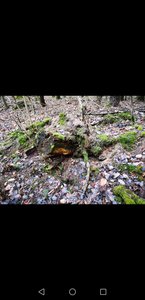 Screenshot_20190319_105643_com.android.gallery3d.jpg
