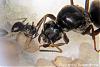 Lasius niger 2-(450x300)-neu-C.jpg