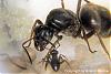 Lasius niger 3-(450x300)-neu-C.jpg