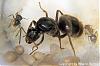 Lasius niger 4-(450x300)-neu-C.jpg